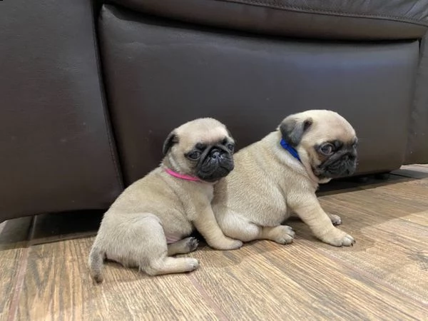 disponiamo di cuccioli di carlino maschi e femmine.