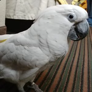 coppia cacatua | Foto 2