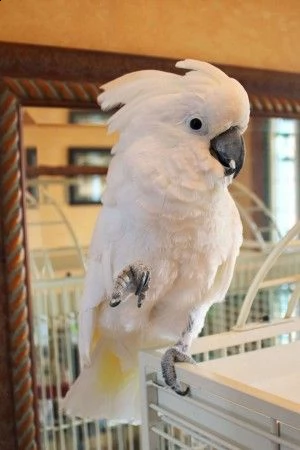 coppia cacatua | Foto 1