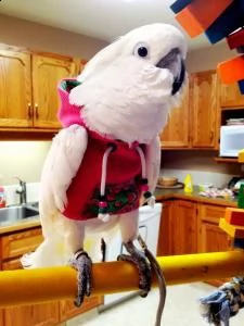 coppia cacatua | Foto 0