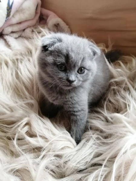 meravigliosi cuccioli scottish fold