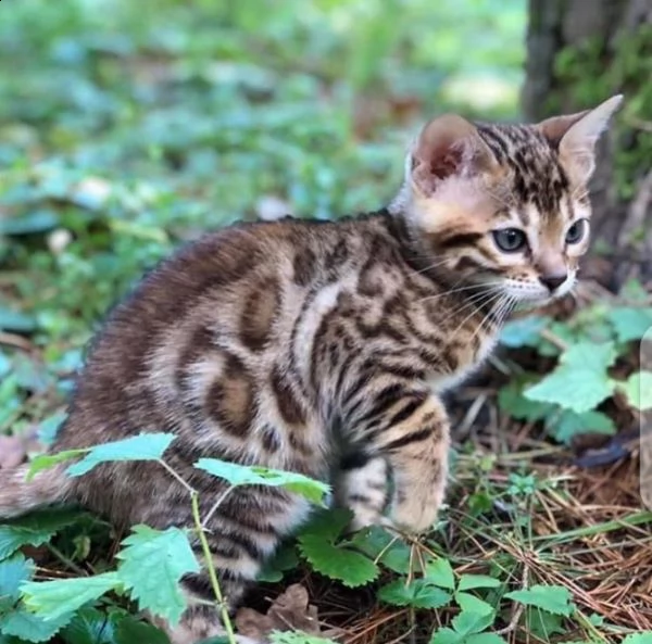 simpatici gattini bengala maschi e femmine in cerca di una nuova casa contattaci per i dettagli | Foto 0