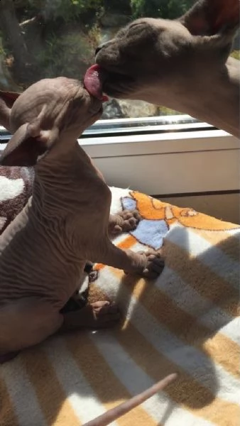 canadian sphynx con pedigree | Foto 0