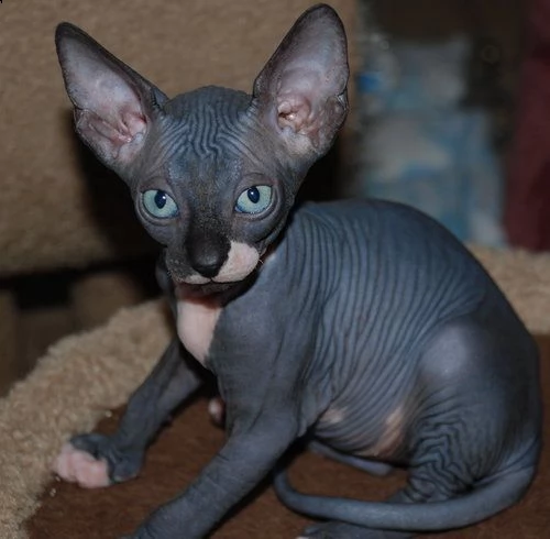 canadian sphynx con pedigree