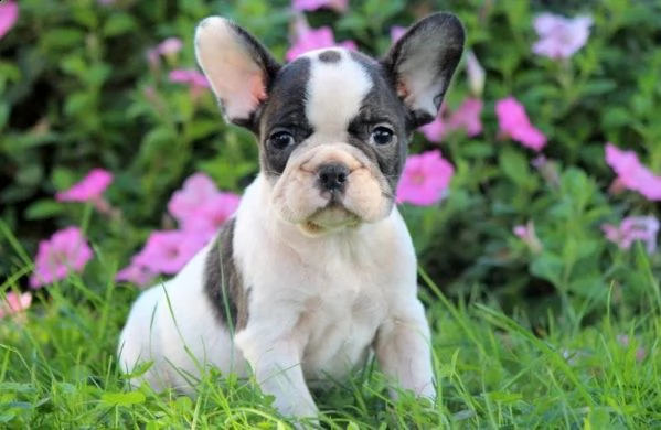 bellissimi cuccioli bulldog francese disponibili per l'adozione gratuita. i cuccioli sono molto sani