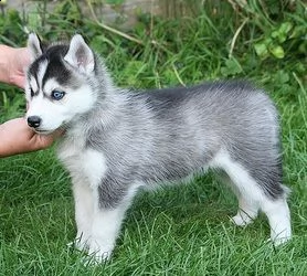 bellissimi cuccioli siberiano husky disponibili per l'adozione gratuita. i cuccioli sono molto sani 