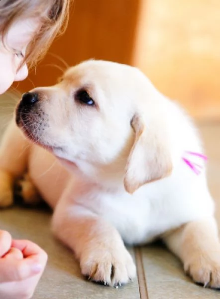 bellissimi cuccioli labrador disponibili per l'adozione gratuita. i cuccioli sono molto sani giocosi