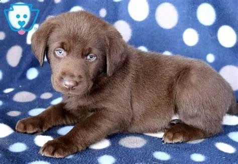 cuccioli labrador disponibili | Foto 0