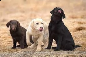 cuccioli di labrador retriever disponibili