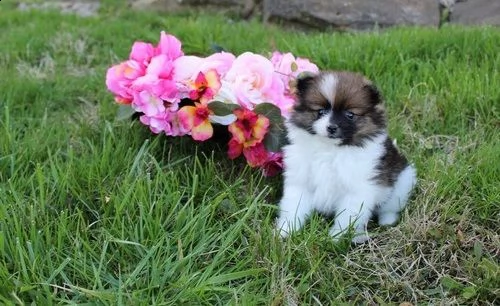 bellissimi cuccioli volpino pomerania disponibili per l'adozione gratuita. i cuccioli sono molto san