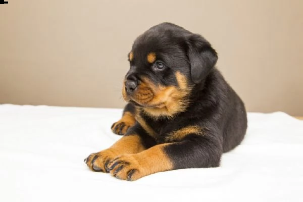 bellissimi cuccioli rottweiler disponibili per l'adozione gratuita. i cuccioli sono molto sani gioco