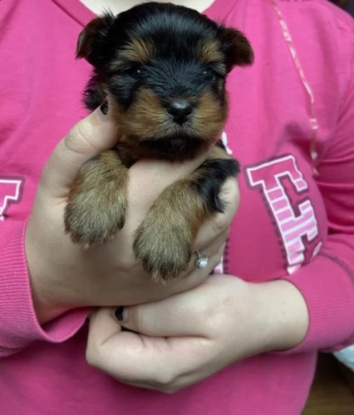 regalo yorkshire cuccioli meravigliosi ! 