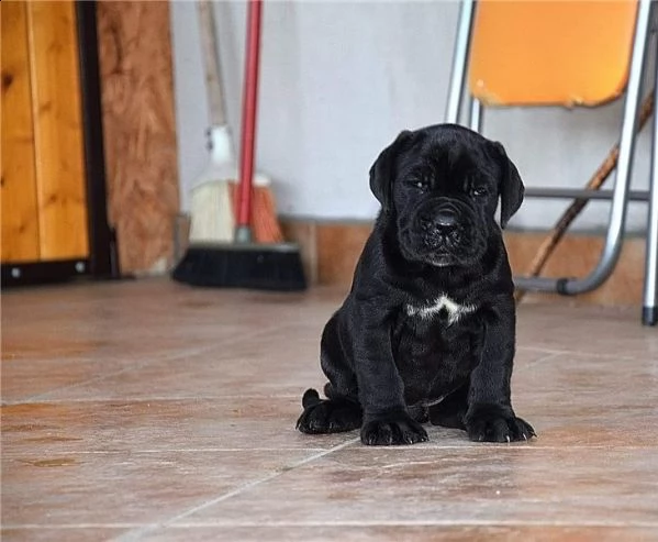  regalo neapolitan mastiff cuccioli meravigliosi ! 