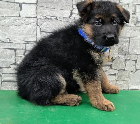 regalo pastore tedesco (german sheperd) cuccioli meravigliosi ! 