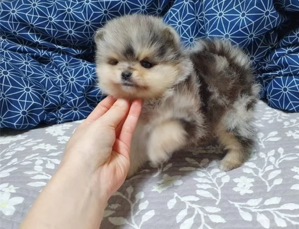 regalo cuccioli di volpino di pomerania..