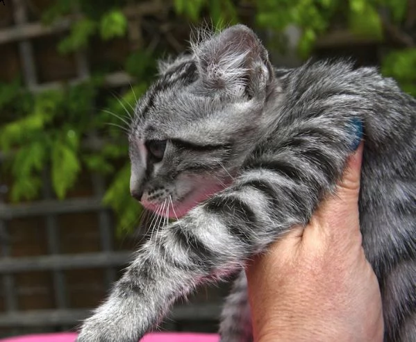 bellissimo gattino savannah