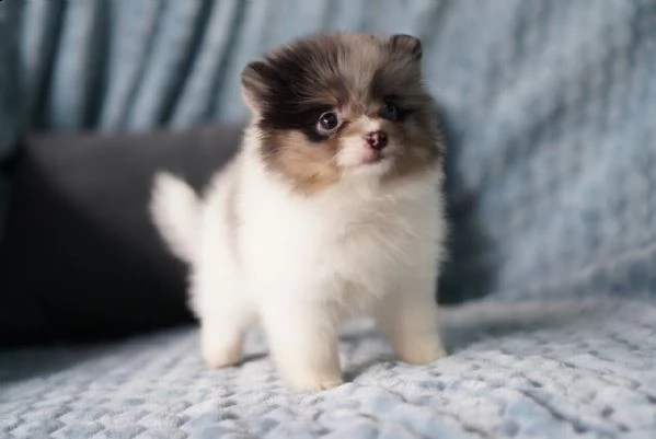 regalo cuccioli di volpino di pomerania