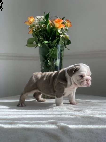 cuccioli inglese bulldog disponibili per adozione