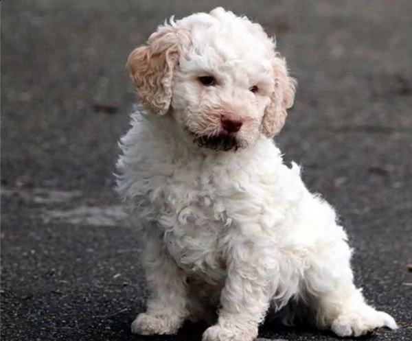 regalo lagotto romagnolo cuccioli meravigliosi ! 