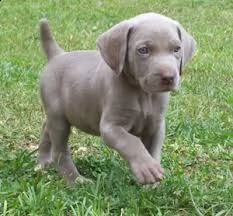 cucciolo di weimaraner tenerissimi intrigantissimi e buonissimi di 70 giorni sia maschi che femmina 