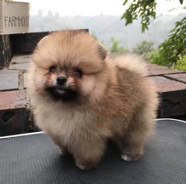 regalo pomerania cuccioli (maschio e femmina