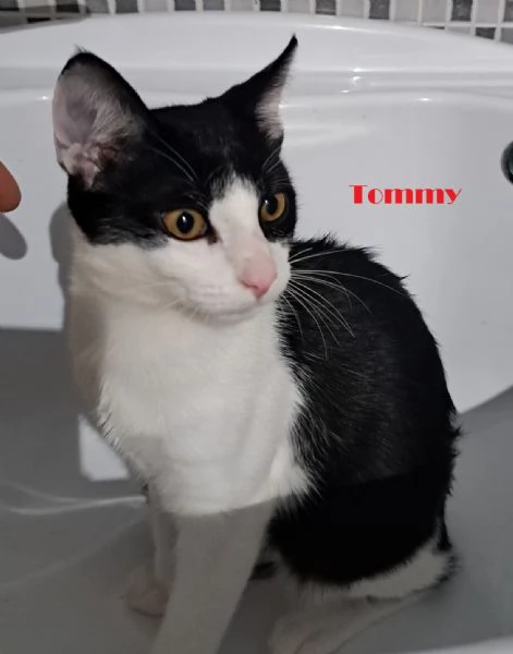 Tommy Timmy e Gimmy  mici cuccioli 4 mesi  | Foto 4