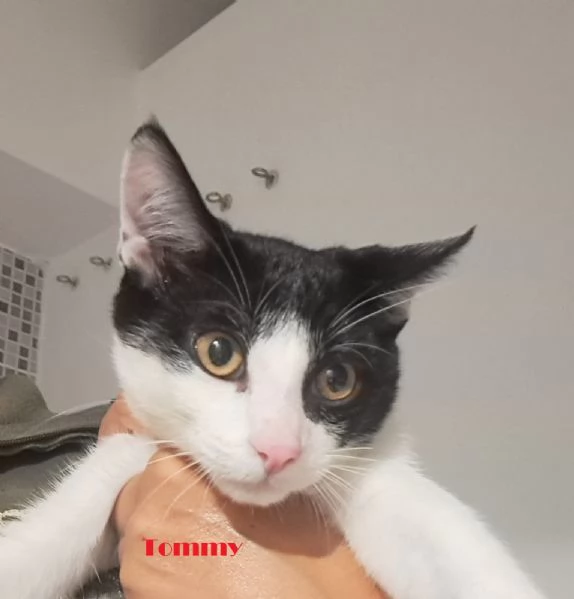 Tommy Timmy e Gimmy  mici cuccioli 4 mesi  | Foto 1