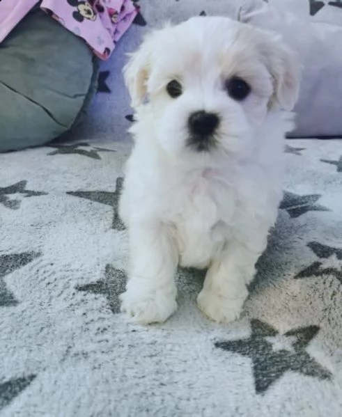 cucciolo di bichon maltese