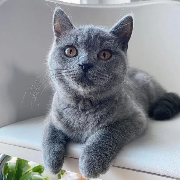 bellissimo gattino british shorthair pronto per nuove case