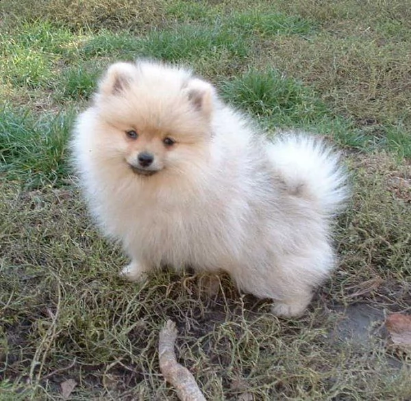 email : ameliajefferson80[at]gmail[.com] adorabili cuccioli di pomerania volpino femminucce e maschietti 