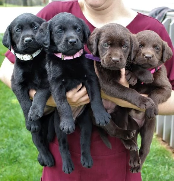 cuccioli di labrador