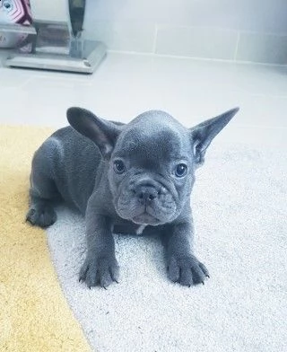 cuccioli bouledogue francese blue | Foto 1