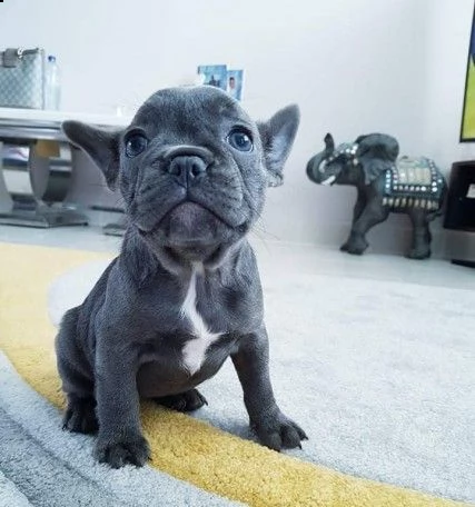 cuccioli bouledogue francese blue