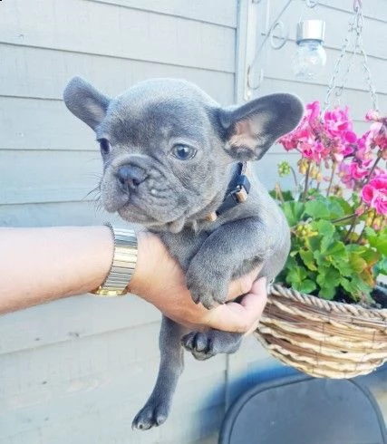 cuccioli bouledogue francese blue | Foto 0