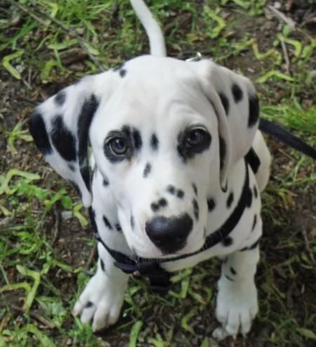  regalo dalmata cuccioli