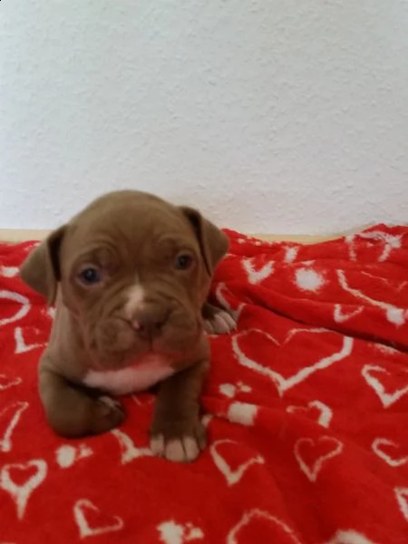  regalo cuccioli pitbull