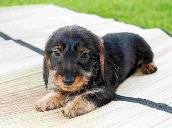 regalo adorabili cuccioli  bassotto femminucce e maschietti