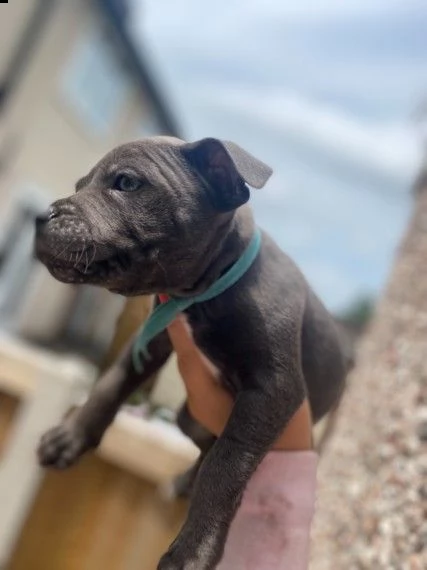 blue staffy american amstaff