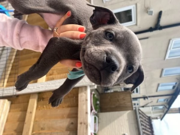 blue staffy american amstaff | Foto 1