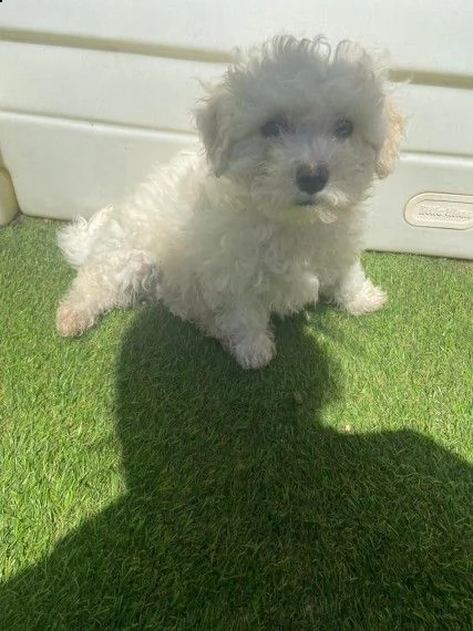 splendidi cuccioli di bichon frise | Foto 1