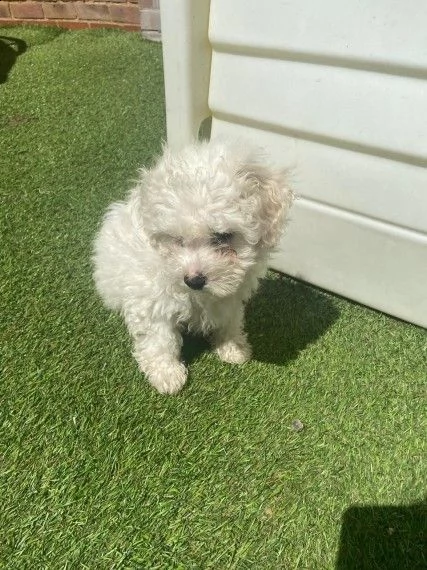 splendidi cuccioli di bichon frise | Foto 0