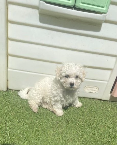 splendidi cuccioli di bichon frise