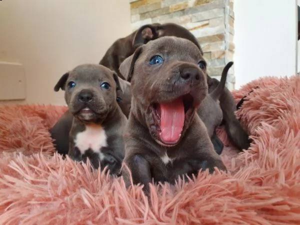 disponibili di staffordshire blue amstaff