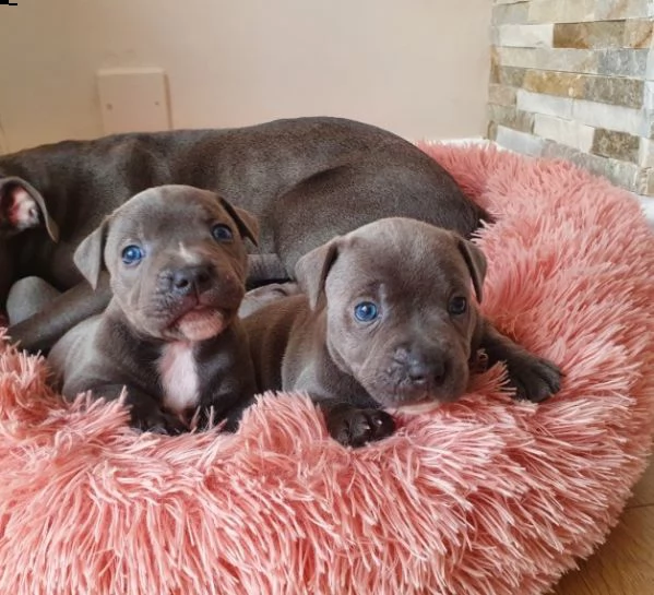 disponibili di staffordshire blue amstaff | Foto 1