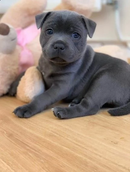 staffordshire terrier di 3 mesi nera e blue | Foto 0