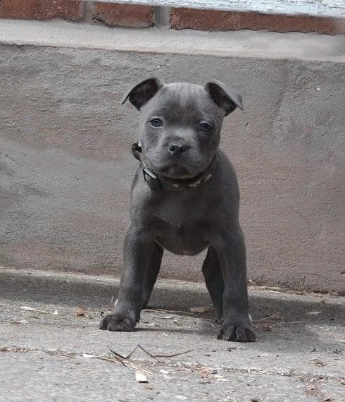 staffordshire terrier di 3 mesi nera e blue