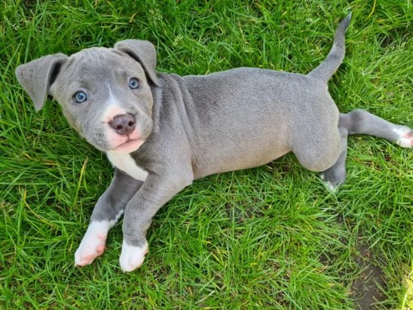 american amstaff cuccioli di 3 mesi | Foto 0