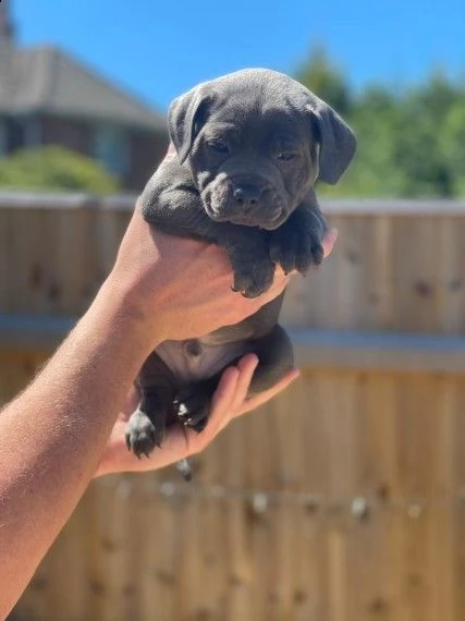 cedi cuccioli di amstaff blue 