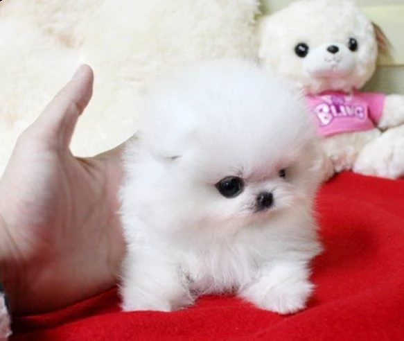 cuccioli di volpino pomerania regaloo subito