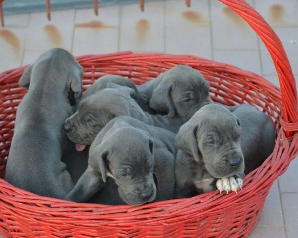  regalo adorabili cuccioli alano femminucce e maschietti